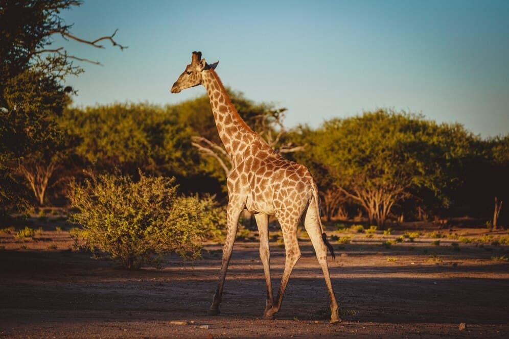 Giraffes